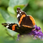 Red Admiral