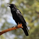 Common Raven