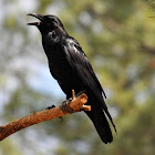 Common Raven