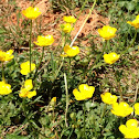 Buttercups
