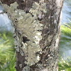 Shield Lichen