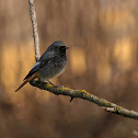 Colirrojo tizón (Black Redstart)