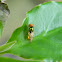 soldier fly
