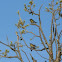 Yellow-rumped Warbler