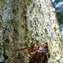Left over molts of Cicada