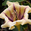 Cup-of-gold Vine