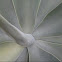 Agave