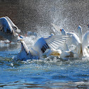 Brown Pelicans and Snow Geese