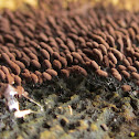 comatricha nigra