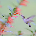 Female Ruby-throated Hummingbird