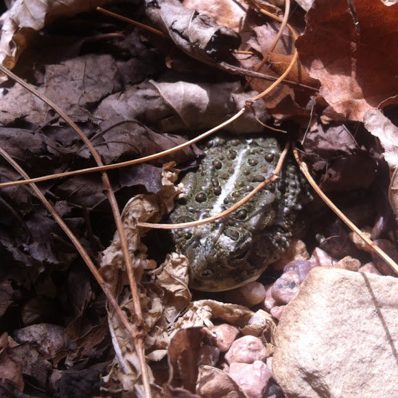 Spotting Image 1