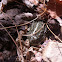 Western Toad
