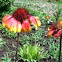 Blanket flower