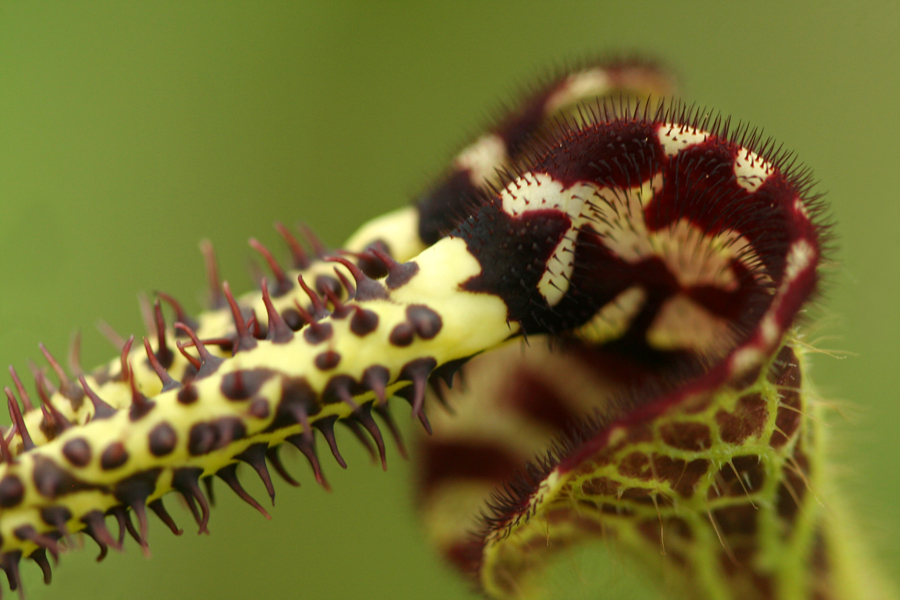 Pipe vine