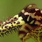Pipe vine