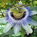 Passionflower. Flor de la pasión