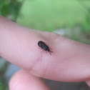 Flat Bug