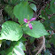 Trillium