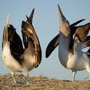 Blue footed-Booby
