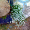 Sweet Alyssum Lobularia maritima