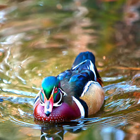 Incoming Woody by Bill Tiepelman - Animals Other