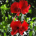 Hibiscus