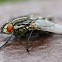 Flesh fly
