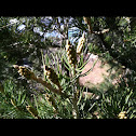 Colorado pinyon pine