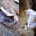 Auricularia auricula (wood ear)