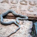 Juvenile Eastern Milk Snake