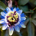 Passiflora