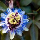 Passiflora