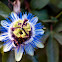 Passiflora