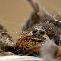 Wolf spider