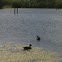 Canadian Geese