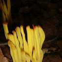 Mushroom