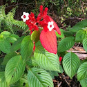 Red flag bush
