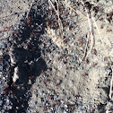 ginger ants, tropical fire ants, and red ants, fire ants