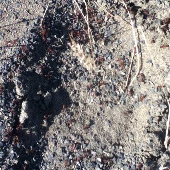 Spotting Image 1
