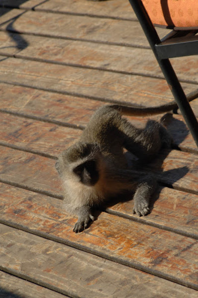 Vervet Monkey | Project Noah