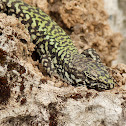 Italian wall lizard