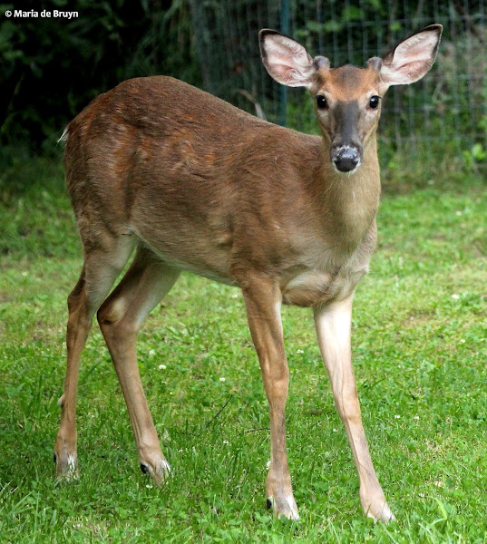 Whitetailed deer, yearling buck Project Noah