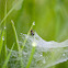 Arachnid