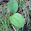 Common Plantain