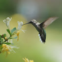 Ruby Throated Hummingbird