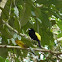 Yellow-rumped Tanager