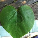 Redbud