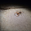 camel spiders, wind scorpions, sun spiders or solifuges