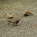 Zebra Dove