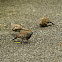 Zebra Dove